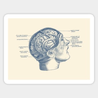 Fissure Focused Brain Diagram - Vintage Anatomy Sticker